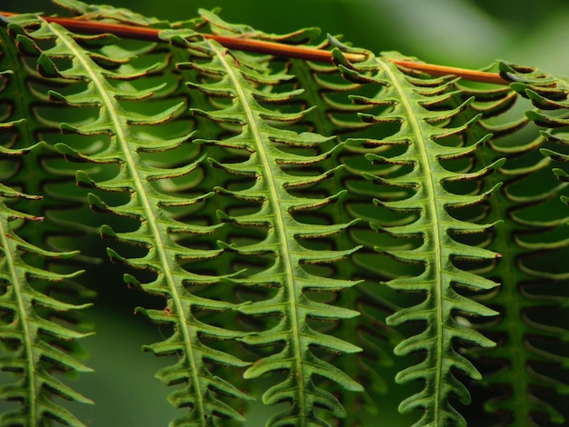 Photo un gros plan d'une feuille de fougère