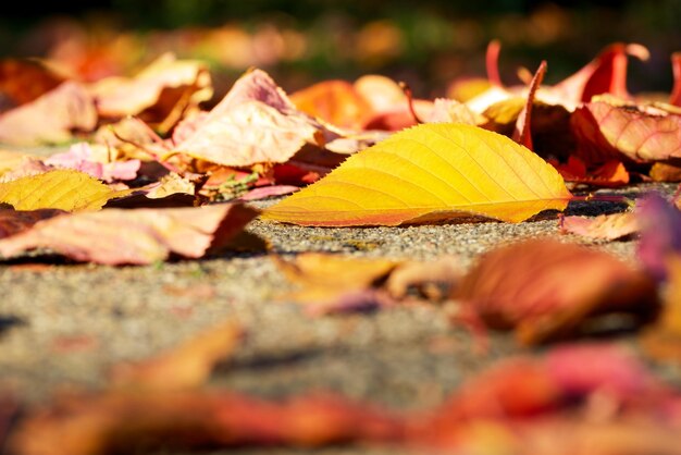 un gros plan de feuille jaune d'automne