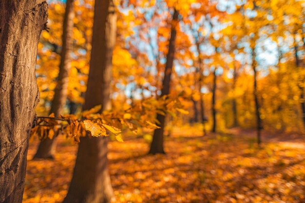 Gros plan feuille jaune orange avec fond de paysage forestier flou. Parc extérieur doré idyllique