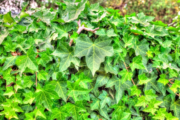 Gros plan de feuille de lierre en hdr