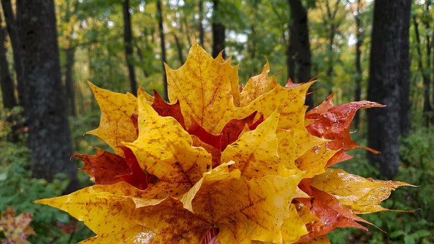 Un gros plan d'une feuille avec le mot maple dessus