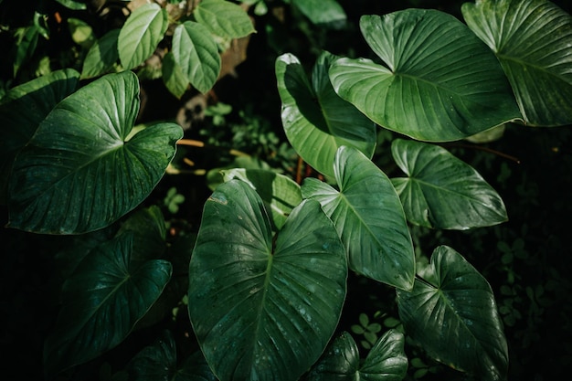 Un gros plan d'une feuille avec le mot palm dessus