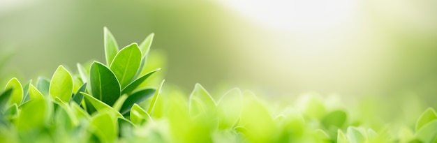 Gros plan de feuille de nature verte sur fond de verdure floue