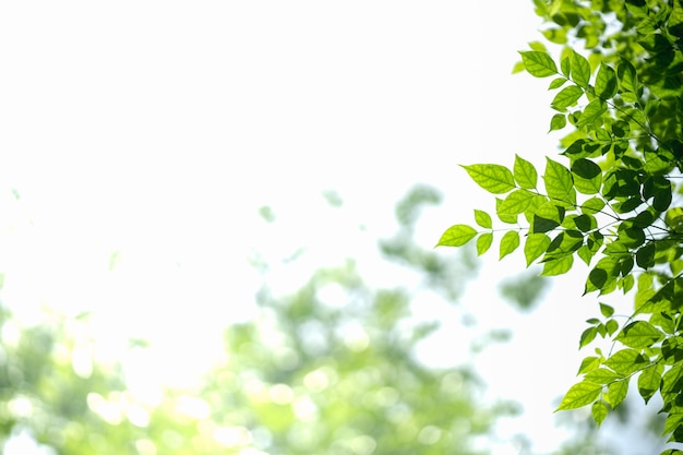 Gros plan d'une feuille de nature verte avec une verdure floue sur le ciel blanc.