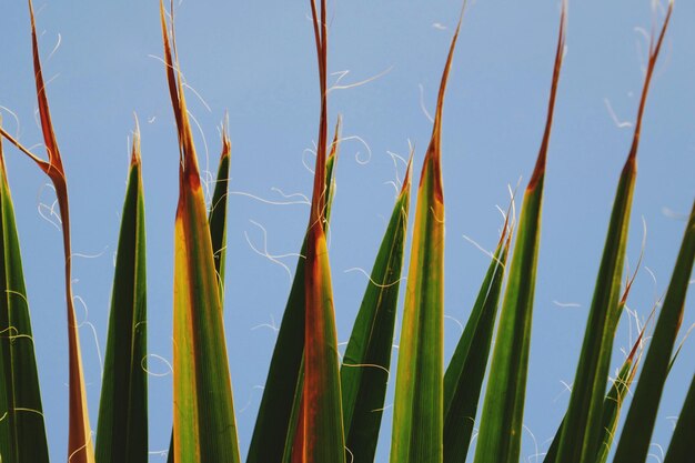 Photo un gros plan d'une feuille de palmier contre le ciel bleu