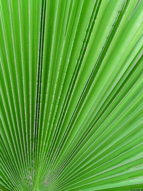 Gros plan de feuille de palmier