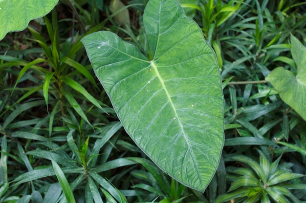 Gros plan sur la feuille de Philodendron. Monstera