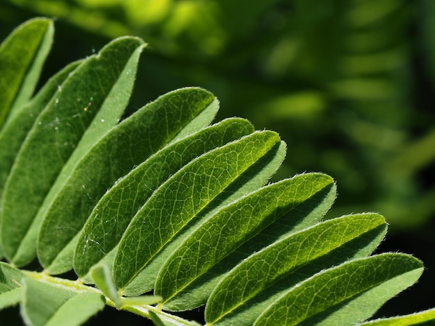 Photo un gros plan d'une feuille de sauge avec un fond vert