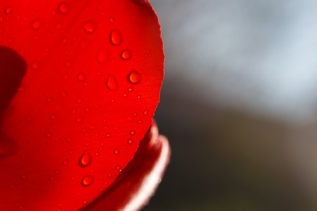 Gros plan d'une feuille de tulipe rouge en gouttes d'eau sous les rayons du soleil.