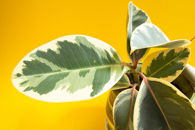 Gros plan sur une feuille variégate en caoutchouc Ficus avec un bourgeon s'ouvrant avec une nouvelle jeune feuille sur fond jaune. Entretien des plantes à domicile, culture, arrosage et fertilisation. Abidjan, variété elastica, Bélize