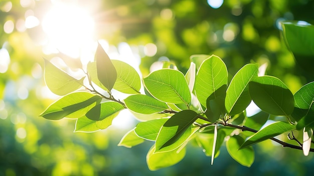 Gros plan d'une feuille verte dans un jardin en été sous la lumière du soleil avec un arrière-plan flou