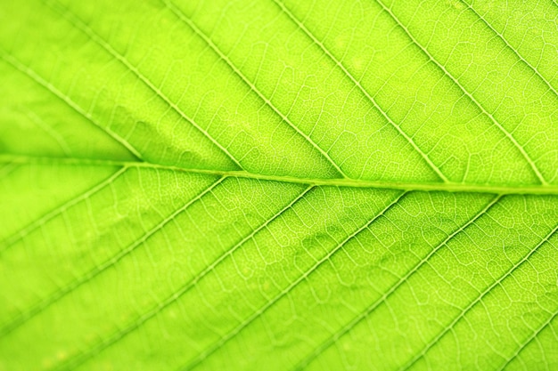 Gros plan d'une feuille verte fraîche avec des veines