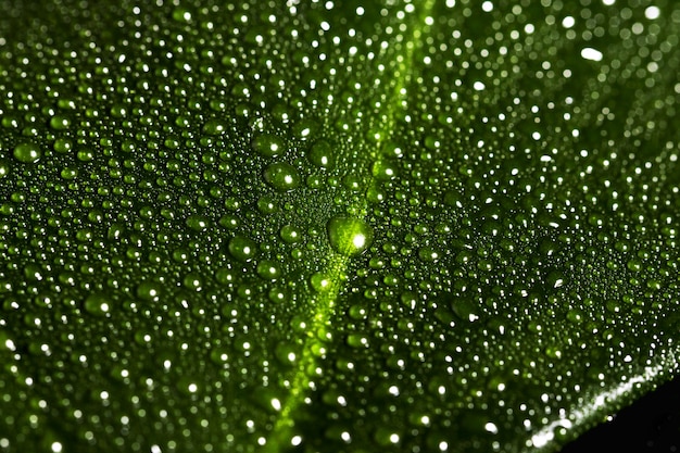 Gros plan d'une feuille verte avec des gouttes d'eau sur un fond rayé.