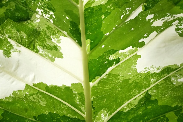 Un gros plan d'une feuille verte avec le mot palm dessus