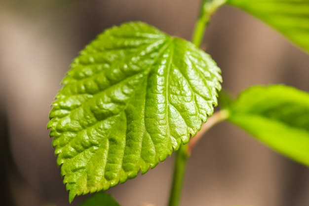 Gros plan de feuille verte de printemps frais