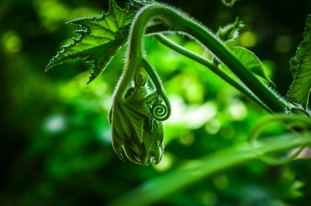 Gros plan d'une feuille verte en spirale. Une nouvelle feuille dans la nature verte