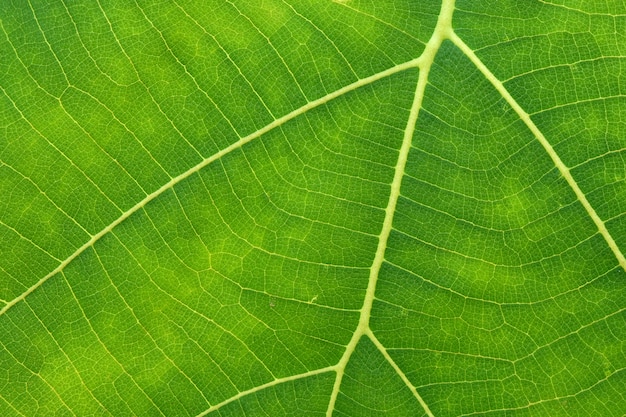 Gros plan, de, feuille verte, texture