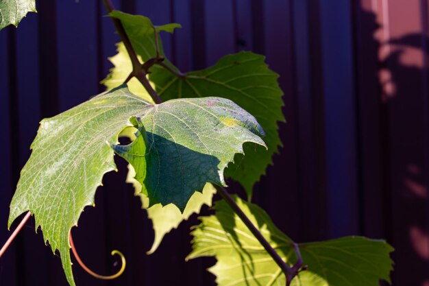 Gros plan de feuille de vigne verte sur fond de clôture