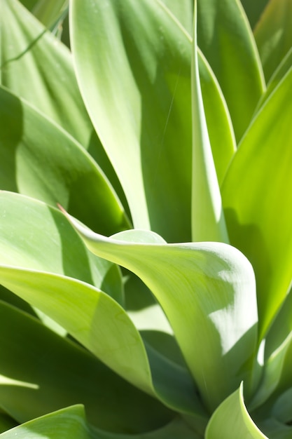 Gros plan des feuilles d&#39;agave