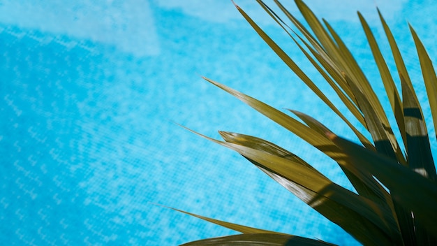 Photo gros plan des feuilles d'ananas sur la surface de l'eau de la piscine. contexte. concept d'été.