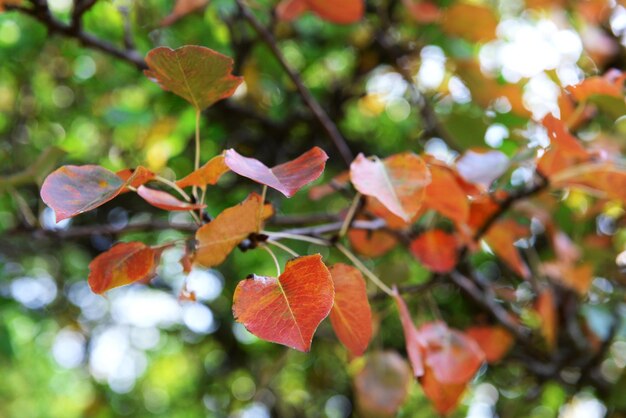 Gros plan des feuilles des arbres