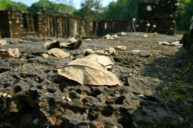 Un gros plan de feuilles au sol