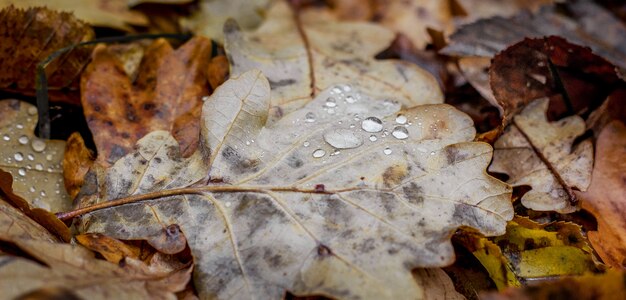 Gros plan, de, feuilles automne, à, gouttes eau