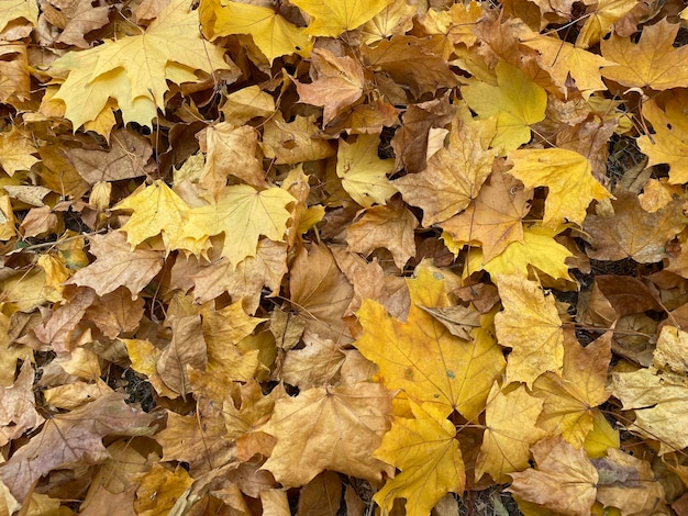 Un gros plan de feuilles d'automne sur un sol