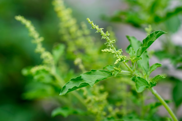 Gros plan sur des feuilles de basilic vert frais avec un arrière-plan flou naturel.