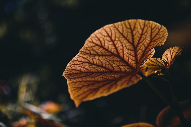 Un gros plan des feuilles brunes.