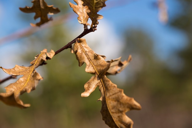 Gros plan des feuilles de chêne sec