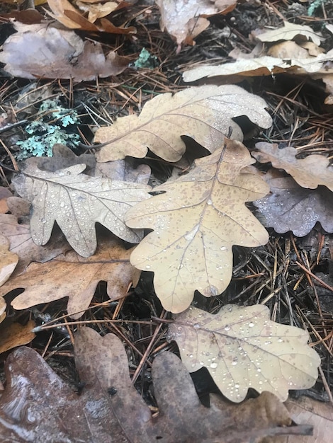 Un gros plan de feuilles de chêne sur le sol avec le mot chêne en bas à gauche.