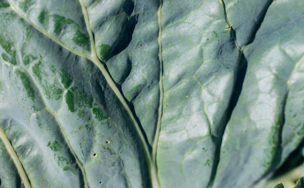 Gros plan de feuilles de chou Lumière du soleil Fond naturel et texture