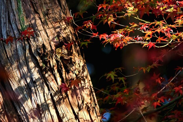 Un gros plan des feuilles d'érable à l'automne