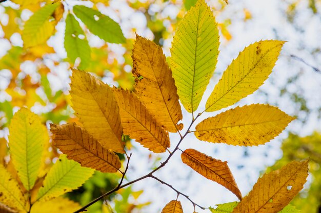 Photo un gros plan des feuilles d'érable sur une branche