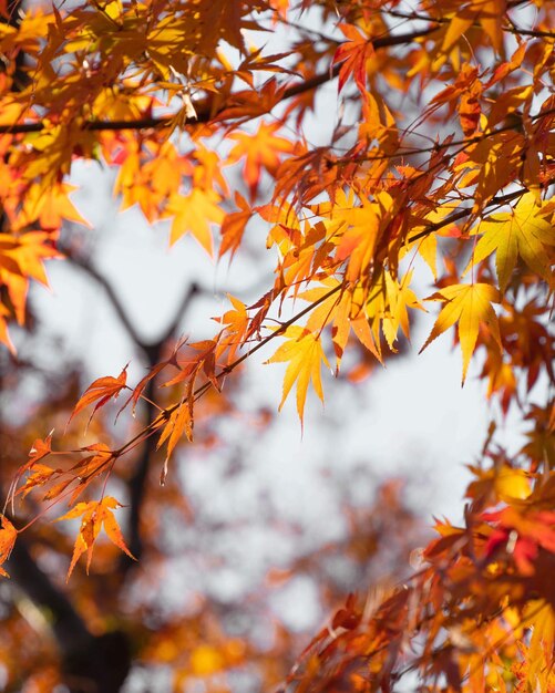 Un gros plan des feuilles d'érable sur une branche