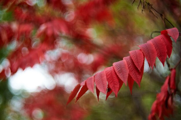 Photo un gros plan des feuilles d'érable sur une branche