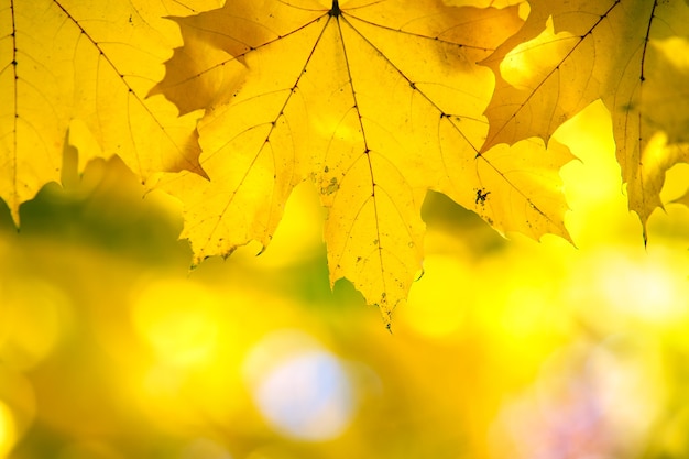 Gros plan de feuilles d'érable jaune vif et rouge sur les branches d'arbres d'automne avec une surface floue vibrante dans le parc d'automne.