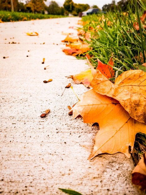 Un gros plan des feuilles d'érable tombées sur l'herbe