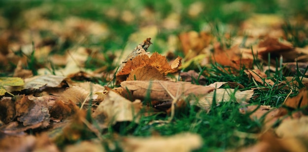 Gros plan de feuilles d'érable tombées sur le sol à l'automne