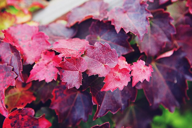 Photo un gros plan des feuilles d'érable