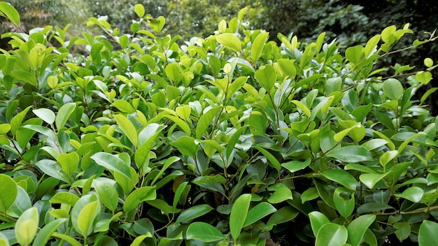 Gros plan de feuilles de ficus Clôture vert vif Feuilles d'arbres décoratifs de jardin ou de parc