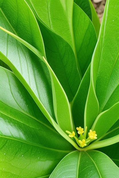 Gros plan de feuilles de fleurs de cigare vert