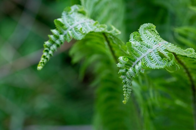 Gros plan sur des feuilles de fougère vert clair qui poussent dans la forêt avec une mise au point douce et un arrière-plan flou