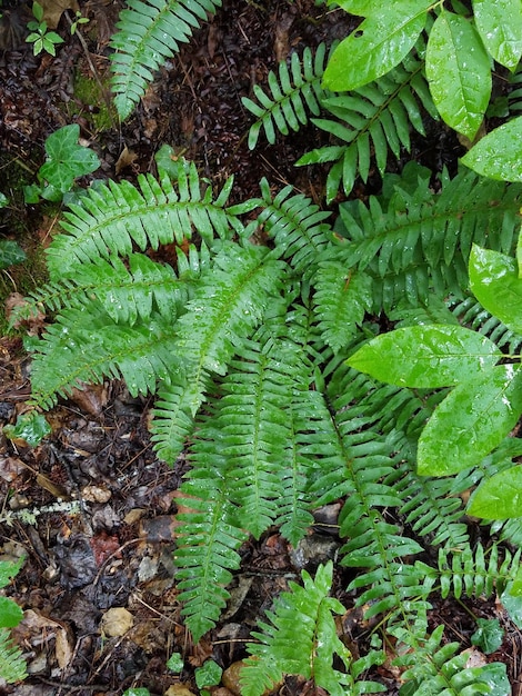 Photo un gros plan des feuilles de fougère