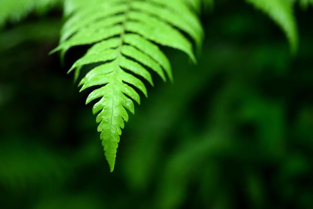 Un gros plan des feuilles de fougère