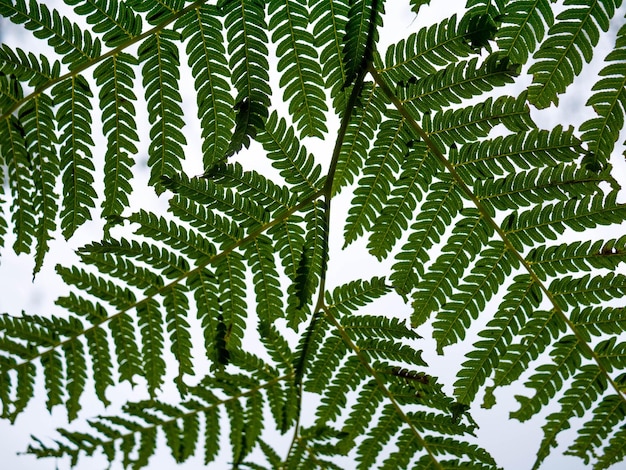 Un gros plan des feuilles de fougère