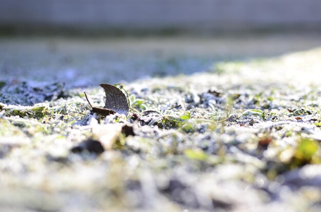 Gros plan des feuilles en hiver avec des gouttes d'eau gelées Concept froid