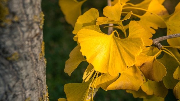 Gros plan sur les feuilles jaunes de Ginkgo Biloba Feuilles fraîches et vibrantes de l'arbre Yin Xing