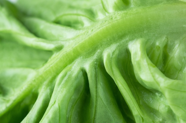 Gros plan de feuilles de laitue Macro photo de feuilles de laitue romaine fraîche fond naturel